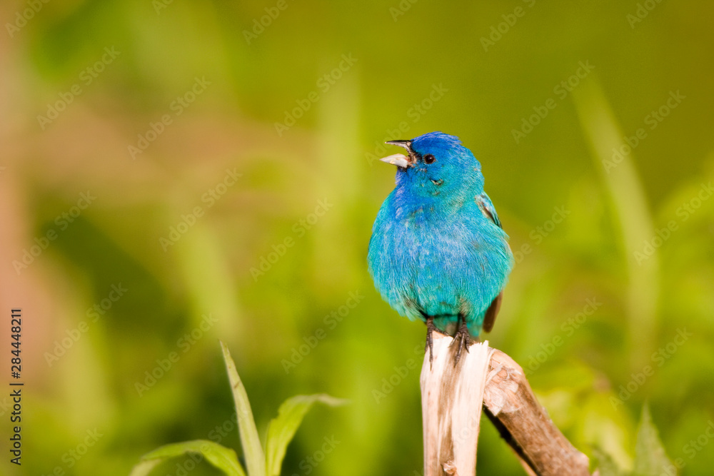 Indigo Bunting (Passerina cyanea) male singing, Marion, Illinois, USA. Indigo Bunting (Passerina cyanea) male singing, Marion, Illinois, USA.