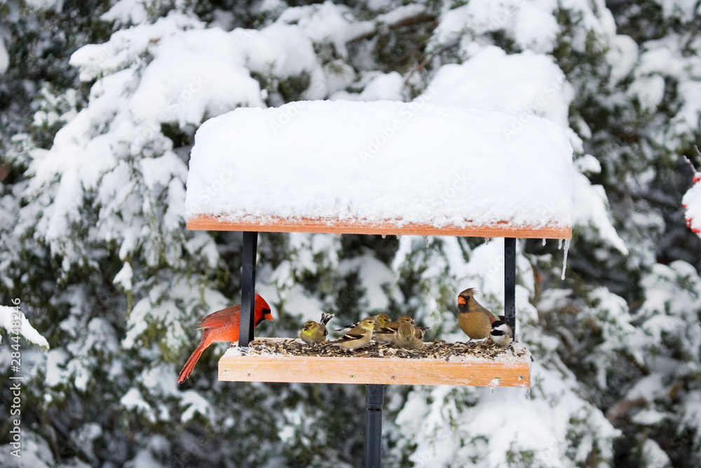Naklejka premium Northern Cardinals, Carolina Chickadee and American Goldfinches on tray feeder in winter, Marion, Illinois, USA.