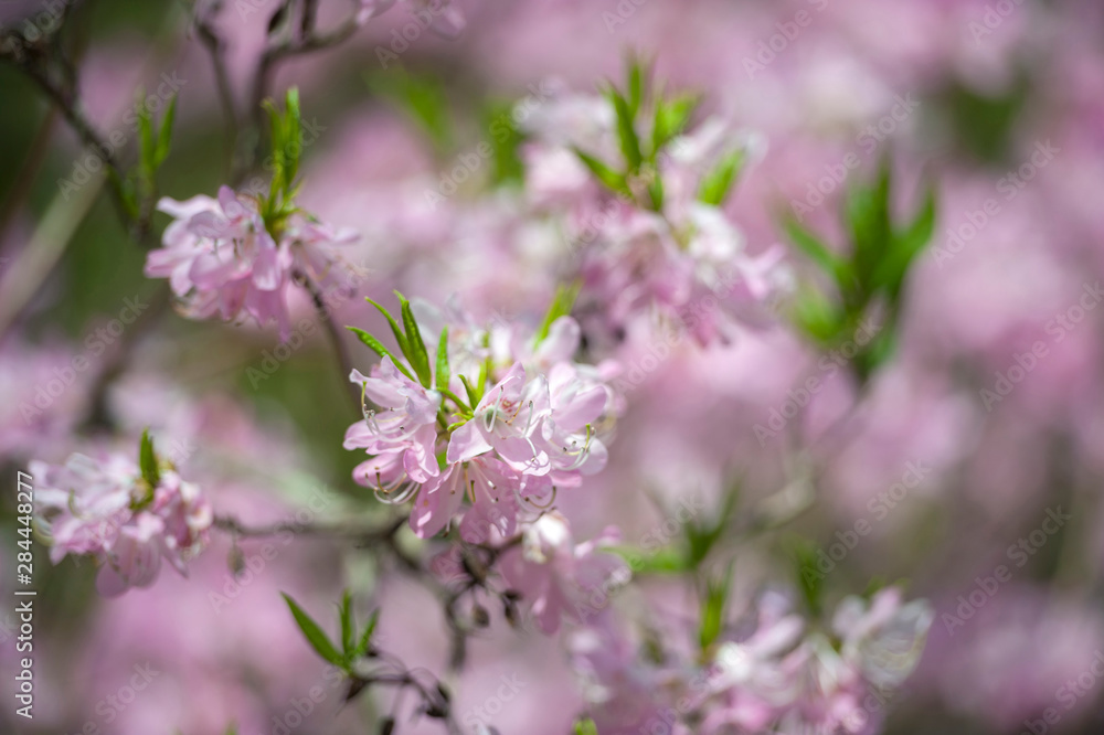 USA, Massachusetts, Boston, Arnold Arboretum, azalea USA, Massachusetts, Boston, Arnold Arboretum, azalea