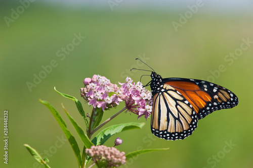 Monarch Butterfly  Danaus plexippus  male on Swamp Milkweed  Asclepias incarnata   Marion  Illinois  USA.