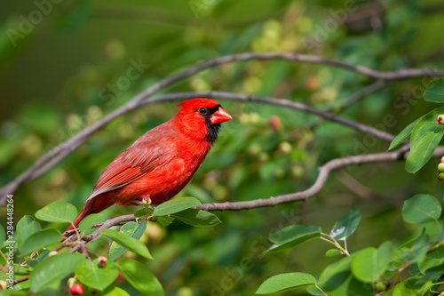Northern Cardinal (Cardinalis cardinalis) male in Serviceberry Bush (Amelanchier canadensis), Marion, Illinois, USA.