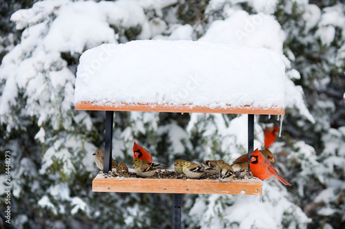 Northern Cardinals, House Finch and American Goldfinches on tray feeder in winter, Marion, Illinois, USA.