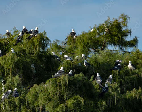 Swallow-tailed kites roosting before migration, Elanoides forficatus, Lake Woodruff NWR, Florida, USA photo