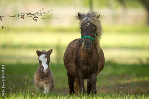 Εκτύπωση καμβά Miniature horse family