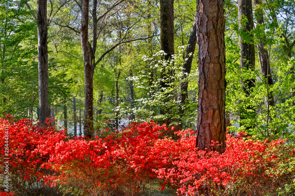 Azaleas in bloom under pine trees, Callaway Gardens, Georgia - obrazy, fototapety, plakaty 