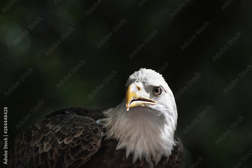 Bald eagle close-up in light with intense gaze Bald eagle close-up in light with intense gaze