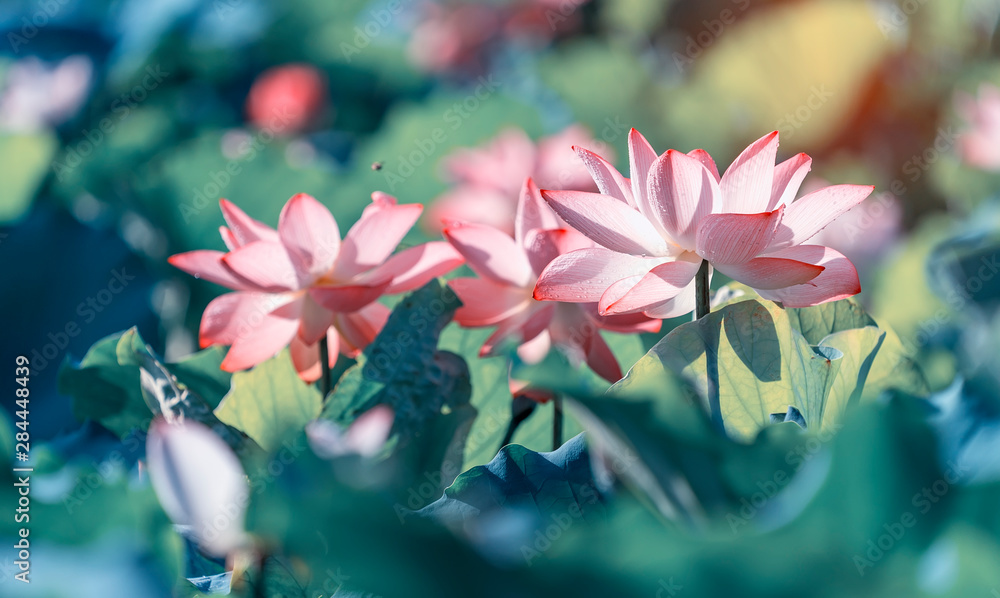blooming lotus flower blooming lotus flower