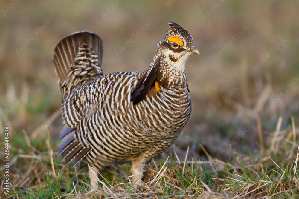 Φωτογραφία Greater Prairie Chicken (Tympanuchus cupido) male booming or displaying on lek, Prairie Ridge State Natural Area, Jasper, Illinois, USA