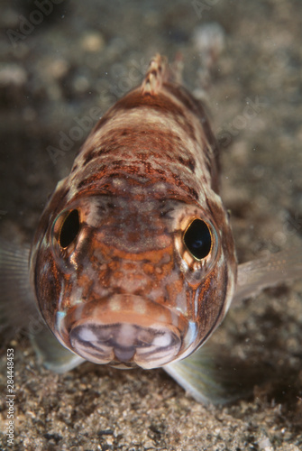 Florida, Pigmy, Close up of Sea Bass (Serraniculus pumilio) photo