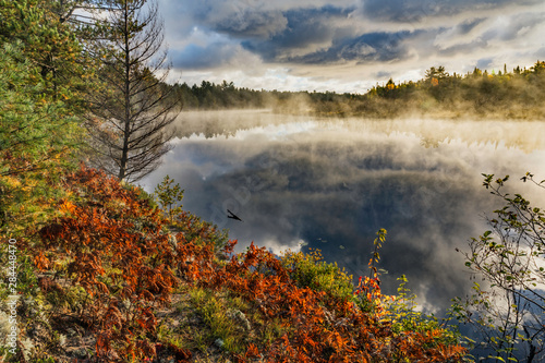 Ferns on shoreline of Tahquamenon River at sunrise, near Paradise, Michigan, Upper Peninsula.