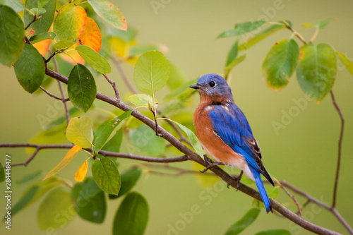 Eastern Bluebird (Sialia sialis) male in Serviceberry Bush (Amelanchier canadensis) in fall, Marion, Illinois, USA. © Richard & Susan Day/Danita Delimont