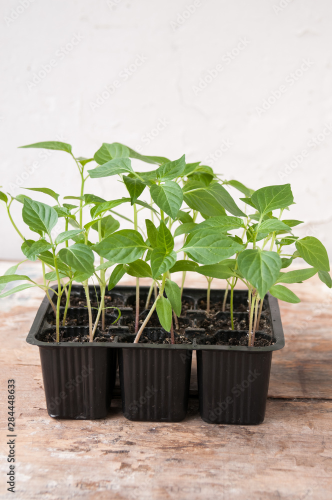 Pepper seedlings in black plastic cups on the table Pepper seedlings in black plastic cups on the table