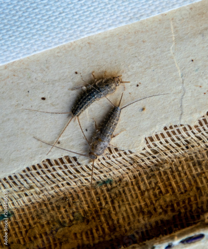 Pest books and newspapers. Insect feeding on paper - silverfish, lepisma
