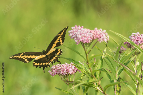 Giant Swallowtail (Papilio Cresphontes) on Swamp Milkweed (Asclepias Incarnata) Marion County, Illinois
