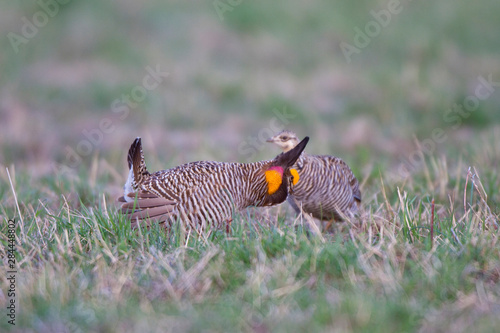 Greater Prairie Chickens (Tympanuchus cupido) male booming displaying near female on lek, Prairie Ridge State Natural Area, Jasper, Illinois, USA.