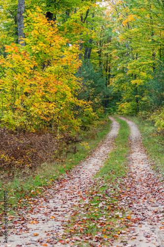 Michigan, Hiawatha National Forest, road with trees in fall color