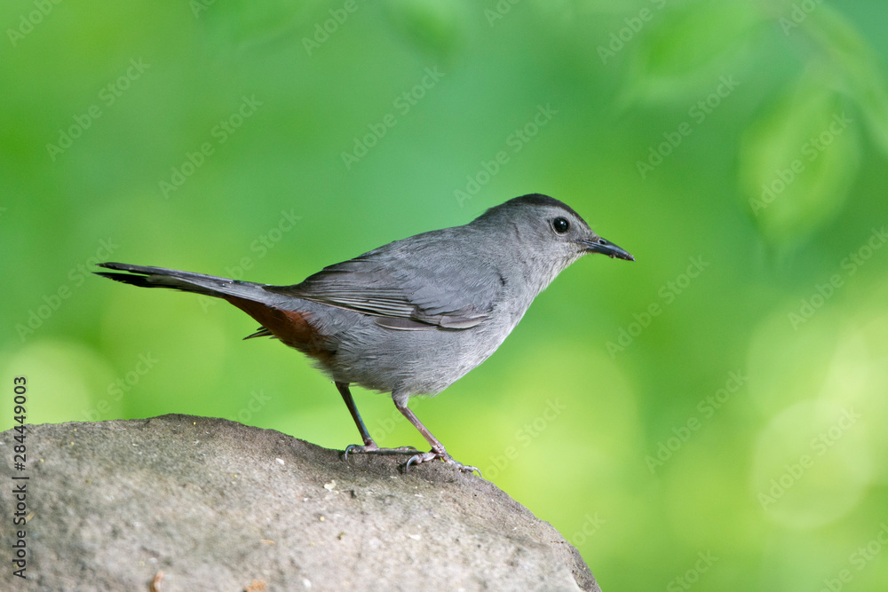 USA, Minnesota, Mendota Heights. Gray Catbird perched on a Rock USA, Minnesota, Mendota Heights. Gray Catbird perched on a Rock