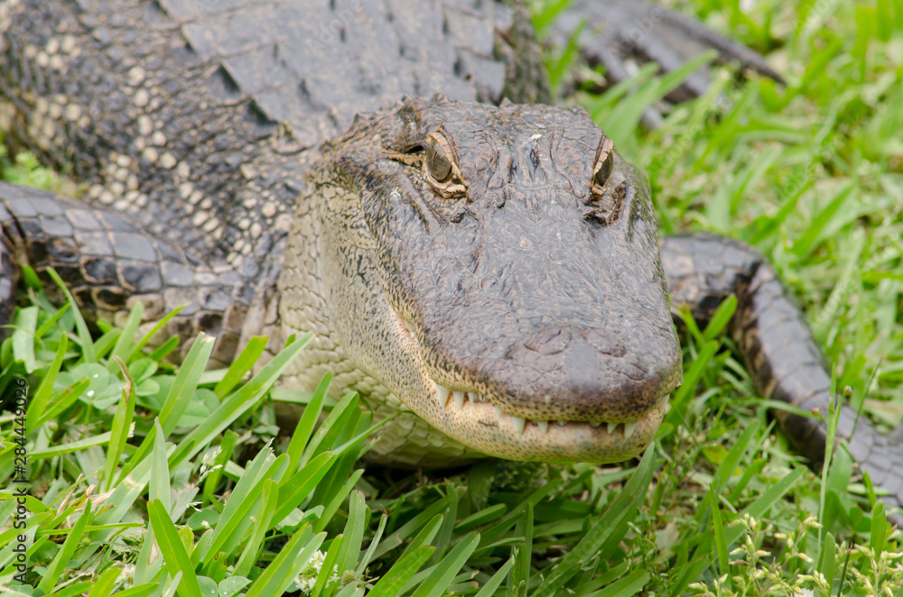 Obraz premium Louisiana, New Orleans, Lafitte. Jean Lafitte National Historical Park - Barataria Preserve. American alligator (Alligator mississippiensis).