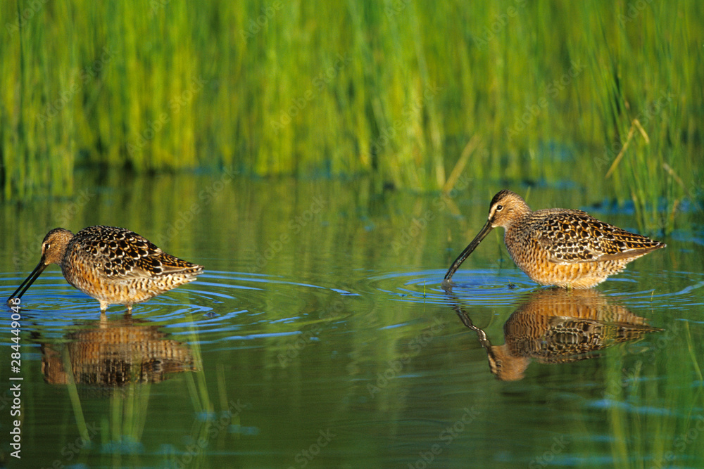 Long-billed Dowitcher (Limnodromus scolopaceus) in wetland, Marion County, Illinois Long-billed Dowitcher (Limnodromus scolopaceus) in wetland, Marion County, Illinois