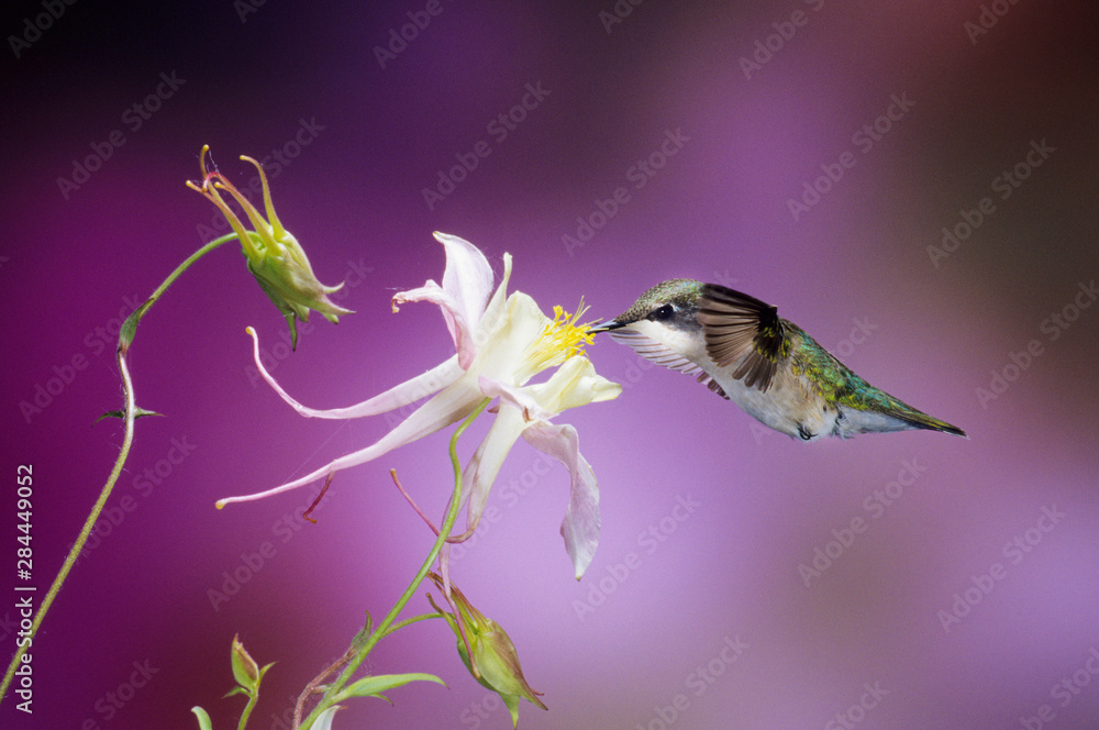 Fototapeta premium Ruby-throated Hummingbird (Archilochus colubris) female on McKana Hybrid Columbine (Aquilegia x hybrida), Shelby County, Illinois