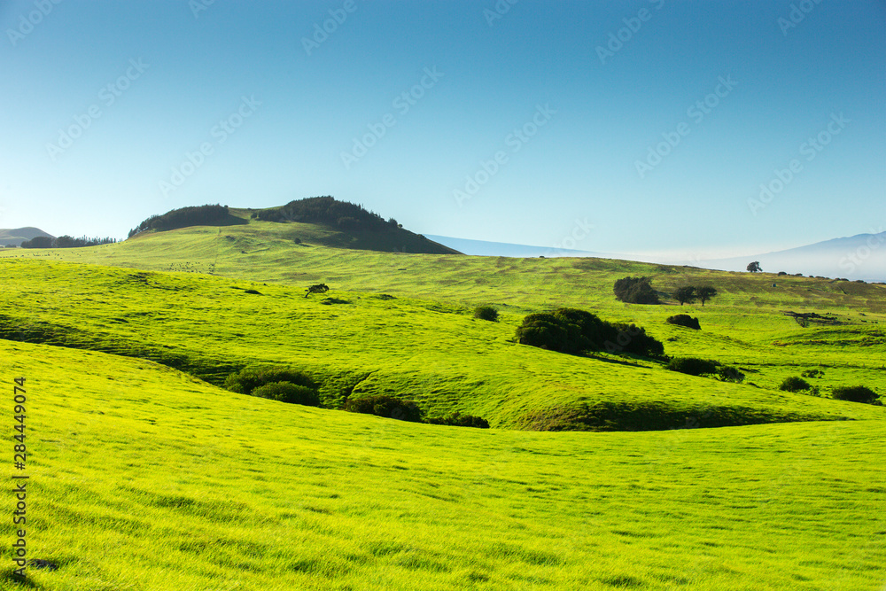 Green grasses of the Northern Kohala mountain side, Big Island, Hawaii