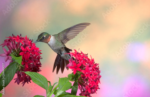 Canvas-taulu Ruby-throated Hummingbird (Archilochus colubris) male on Red Pentas (Pentas lanceolata)