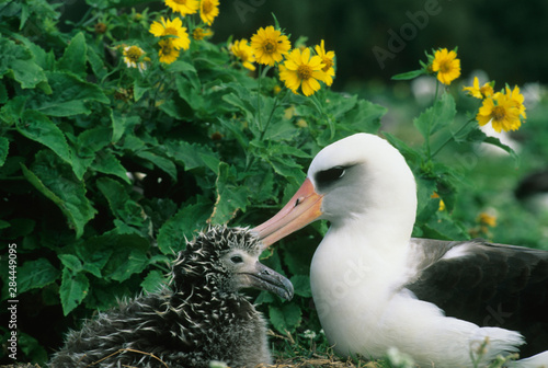 Laysan Albatross, (Diomedea immutabilis), adult with chick, Midway Atoll, NW Hawaiian Island. photo