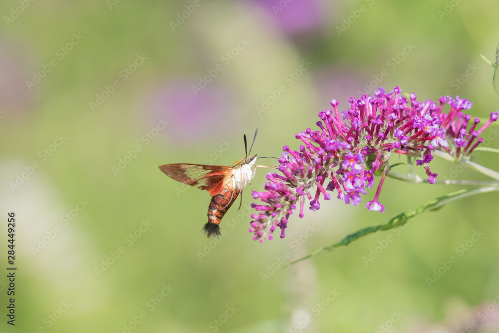 Fototapeta premium Hummingbird Clearwing (Hemaris Thysbe) on Butterfly Bush (Buddleja Davidii) Marion County, Illinois