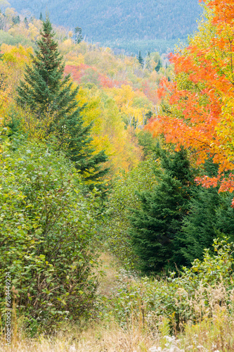 Fall foliage on the western side of Crocker Mountain in Reddington Township, Maine. High Peaks Region.
