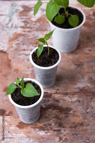 Seedlings of peppers, eggplants in plastic cups