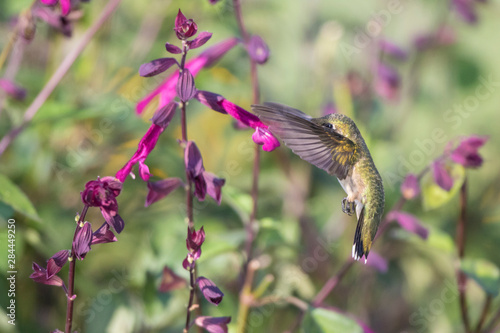 Ruby-throated Hummingbird (Archilochus colubris) at Salvia 'Love and Wishes' Marion County, Illinois