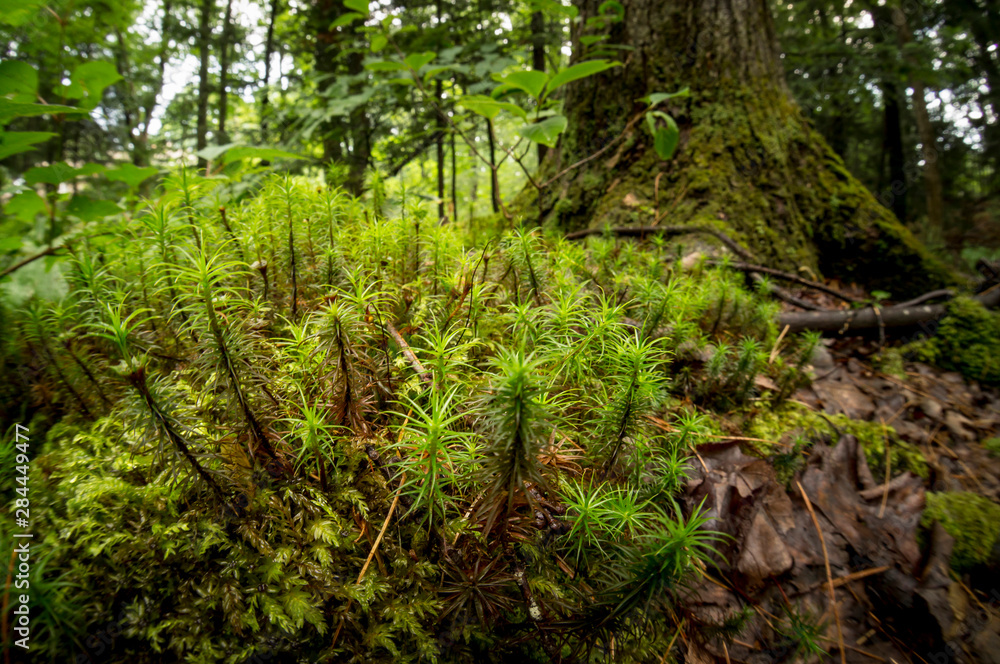 Moss, woods, Southern Maine, near Brunswick