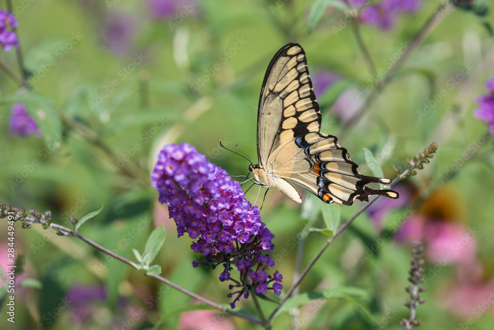 Giant Swallowtail butterfly (Papilio cresphontes) on Butterfly Bush (Buddlei davidii), Marion County, IL Giant Swallowtail butterfly (Papilio cresphontes) on Butterfly Bush (Buddlei davidii), Marion County, IL