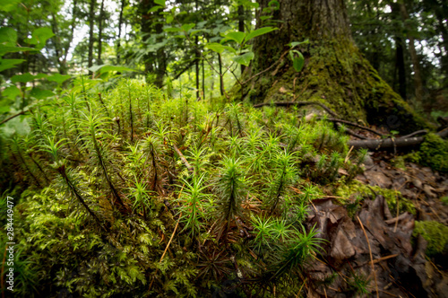 Moss, woods, Southern Maine, near Brunswick © Rob Sheppard/Danita Delimont