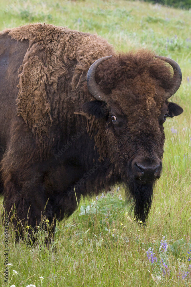 Bison Bull Bison Bull