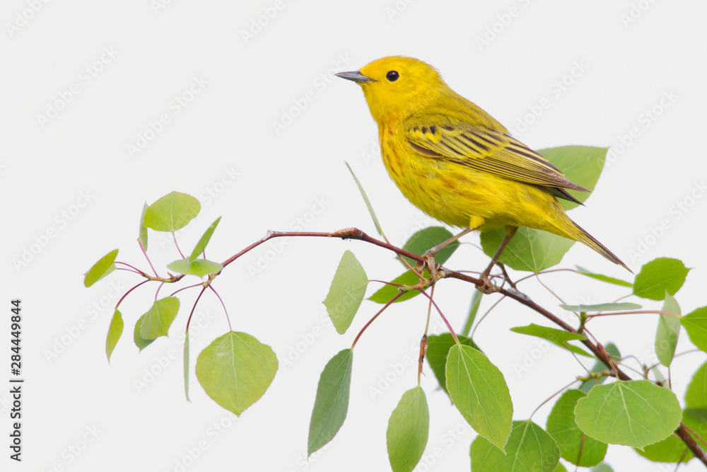 Obraz premium Yellow Warbler, Spring Aspen Leaves