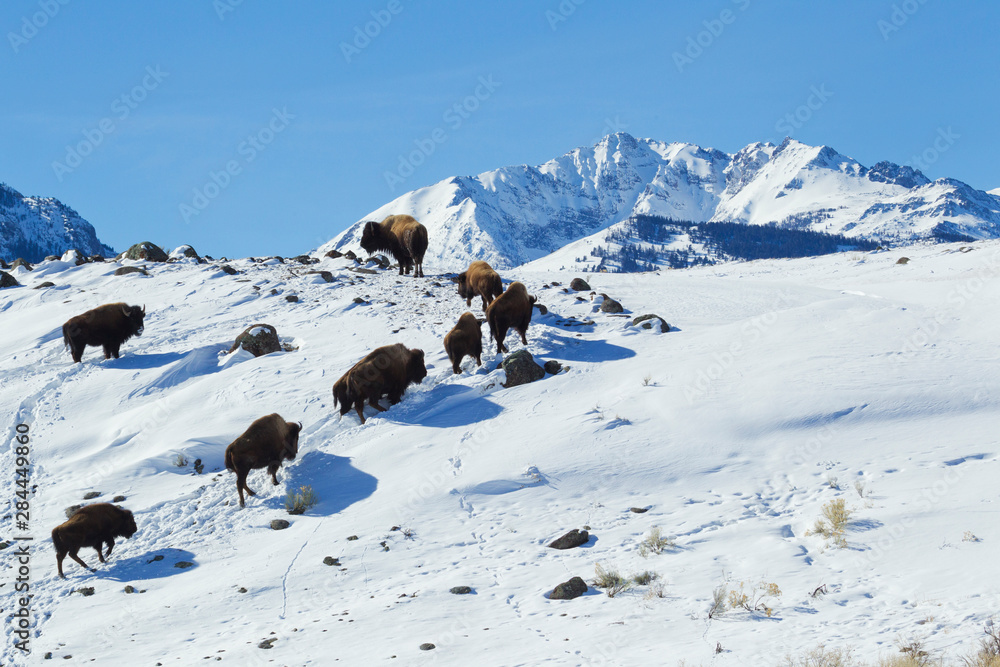 Bison Herd, Electric Peak