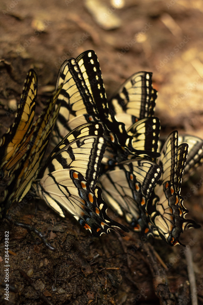 Fototapeta premium A collection of butterflies. 
