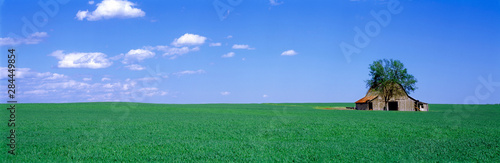 USA, Kentucky, Guthrie. A field of bluegrass is married to the sky in Guthrie, Kentucky. photo