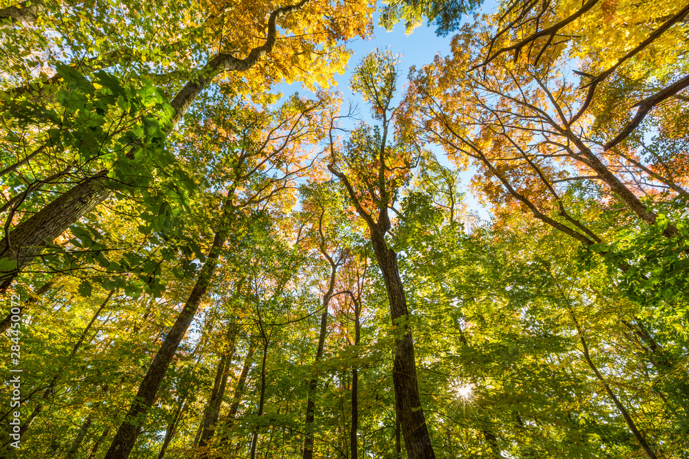Fall in a forest in Amesbury, Massachusetts. Fall in a forest in Amesbury, Massachusetts.
