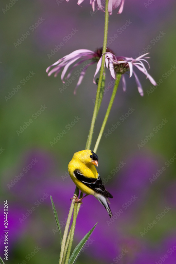 Φωτογραφία American Goldfinch (Carduelis tristis) male on Pale Purple Coneflower (Echinacea pallida) in garden, Marion, Illinois, USA