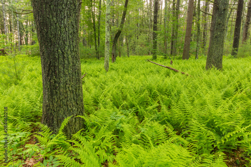 Ferns cover the forest floor at the Striar Conservancy, a Wildlands Trust preserve in Halifax, Massachusetts. Ferns cover the forest floor at the Striar Conservancy, a Wildlands Trust preserve in Halifax, Massachusetts.