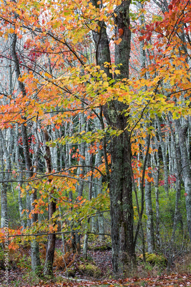USA, Maine, Acadia National Park, Autumn foliage