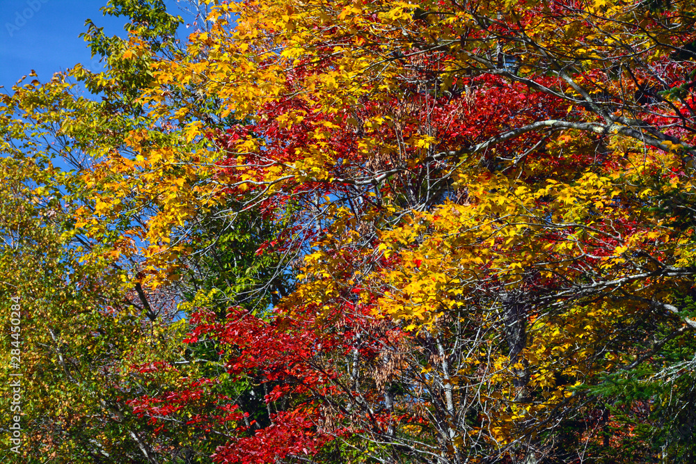 Autumn trees, Perimeter Trail, Bradley Farm Preserve, Topsham, Maine, USA Autumn trees, Perimeter Trail, Bradley Farm Preserve, Topsham, Maine, USA
