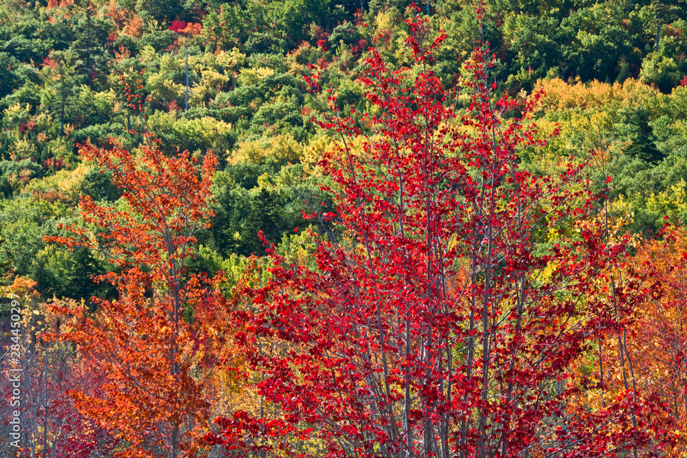 Autumn color, Sieur de Monts Spring, Acadia National Park, Maine, USA Autumn color, Sieur de Monts Spring, Acadia National Park, Maine, USA