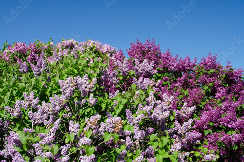 Michigan, Lake Michigan, Mackinac Island. Detail of lilac flowers that the island is famous for.