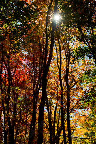 Photography Starburst, autumn trees, Sieur de Monts Spring, Acadia National Park, Maine, USA
