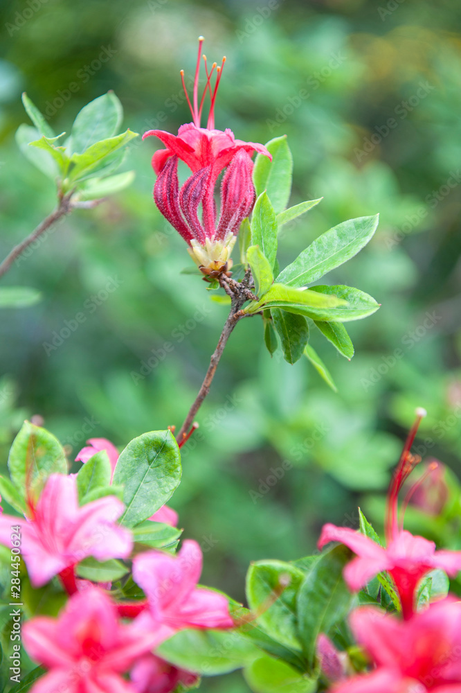 USA, Massachusetts, Reading, azalea USA, Massachusetts, Reading, azalea