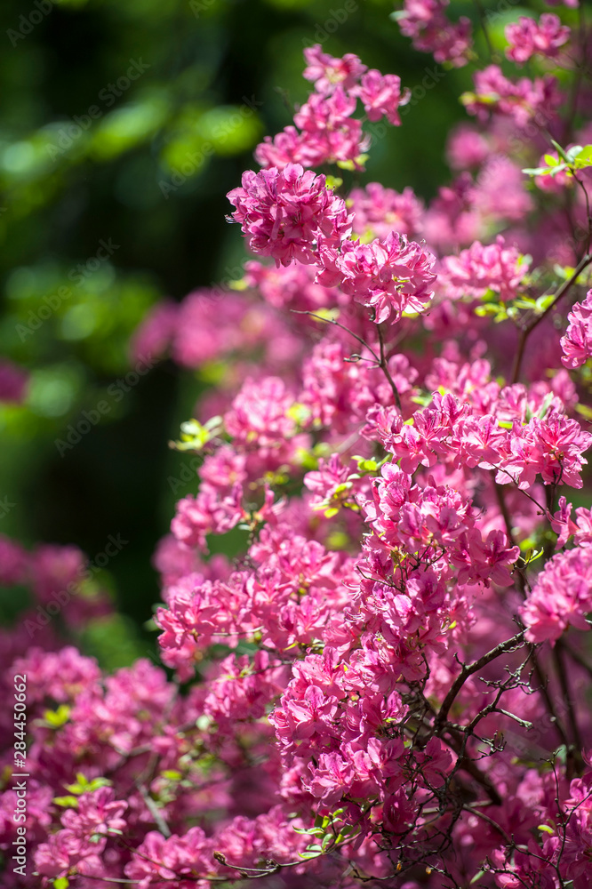 Obraz premium USA, Massachusetts, Boston, Arnold Arboretum, azalea