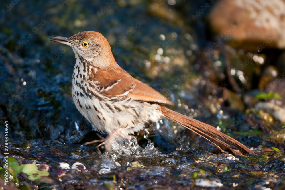 Fototapeta premium Brown Thrasher (Toxostoma rufum) bathing, Marion, Illinois, USA.